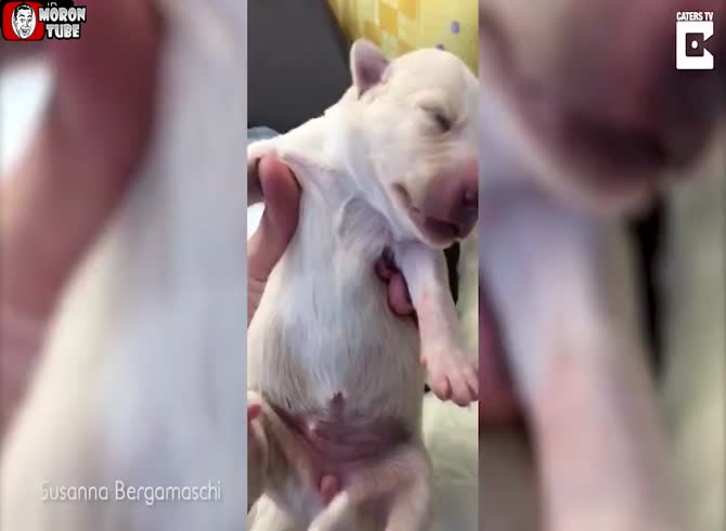 Video: Italy - Three pups are saved from impending death in this touching moment